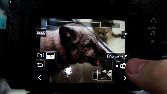 연사 모드(S/S)는 카메라를 자유로이 이동하며 촬영할 때 유용하다. 천방지축인 미어캣 한 마리가 다른 미어캣을 깨우는 장면처럼 예측할 수 없는 움직임이 많은 경우, 원하는 포즈를 찾을 때까지 녹화모드를 지속하는 방법 밖에 없었다.