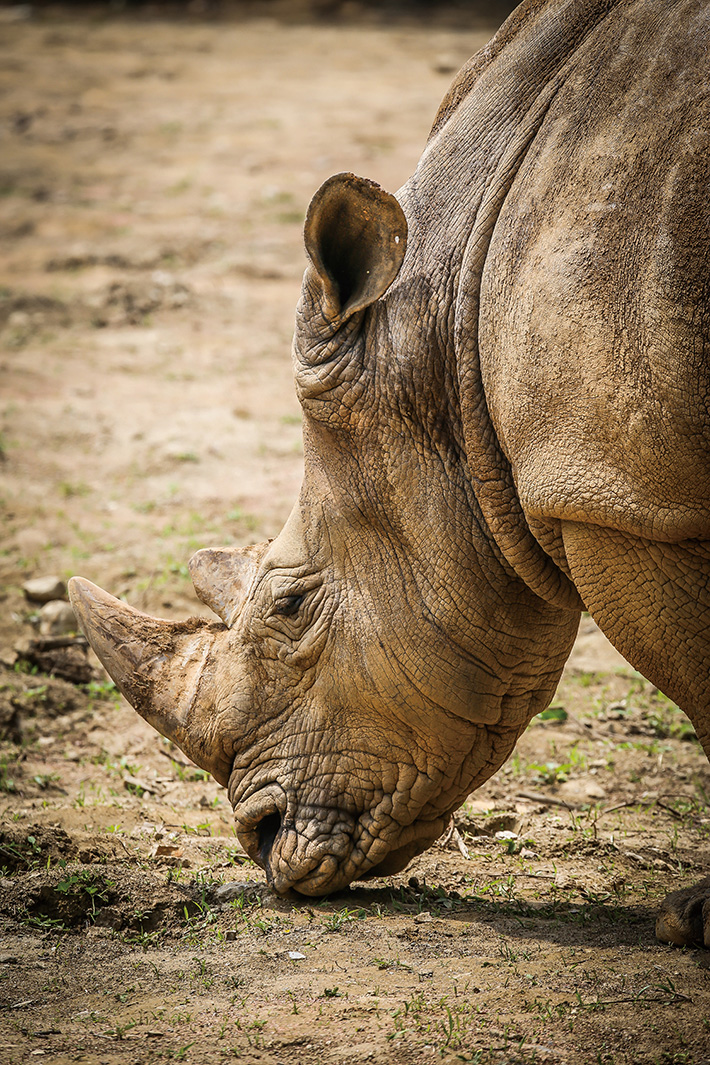 한가로이 풀을 뜯고 있는 코뿔소를 찍었다. 피부와 주름들이 강인한 느낌을 준다. 코뿔소의 뒷배경이 자연스럽게 아웃포커싱 돼 집중되는 느낌을 주고자 했다.