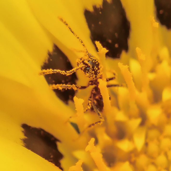 TG-5의 마크로렌즈의 성능을 잘 보여준다. 꽃술에 렌즈가 닿을 만큼 가까이 다가가 촬영했다. 작은 개미에 붙은 꽃가루들이 보일 만큼 뛰어난 마크로 성능을 보여준다.
