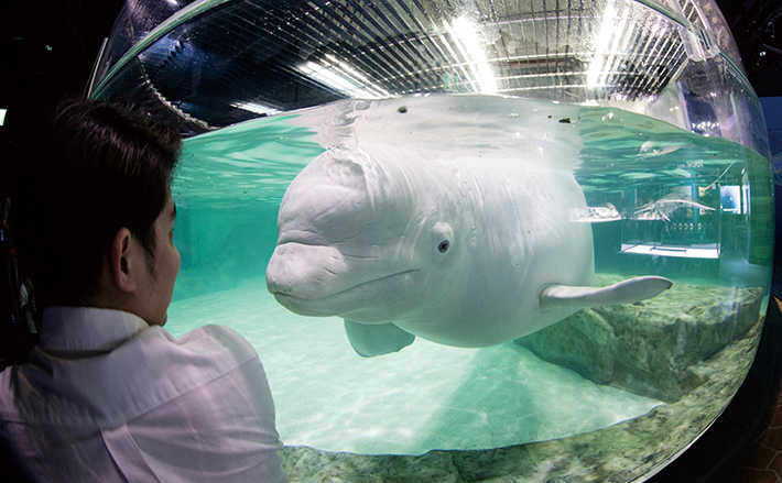 초점거리 13mm, 1/40sec, F4.0, ISO 3200. 흰고래 벨루가가 호기심어린 눈으로 바라보고 있다.