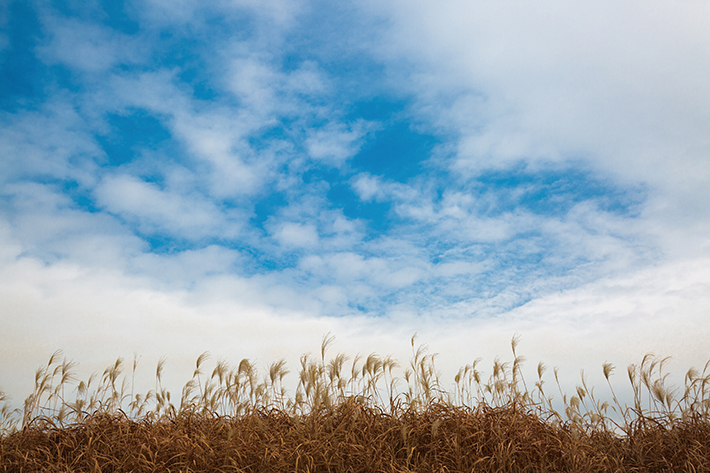 캐논 EF16-35mm f4L IS USM으로 찍은 하늘공원의 억새밭, 높고 푸른 하늘과 억새 모두 담을 수 있었다.