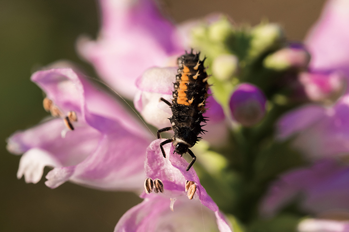 꽃에서 배회하는 곤충을 촬영했다. 빠르고 조용한 AF로 민첩한 곤충의 움직임을 포착할 수 있다.