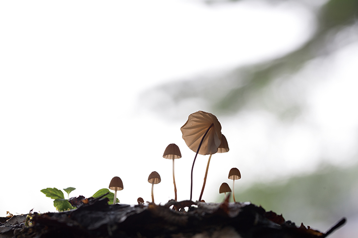 박장로 - 애기낙엽버섯