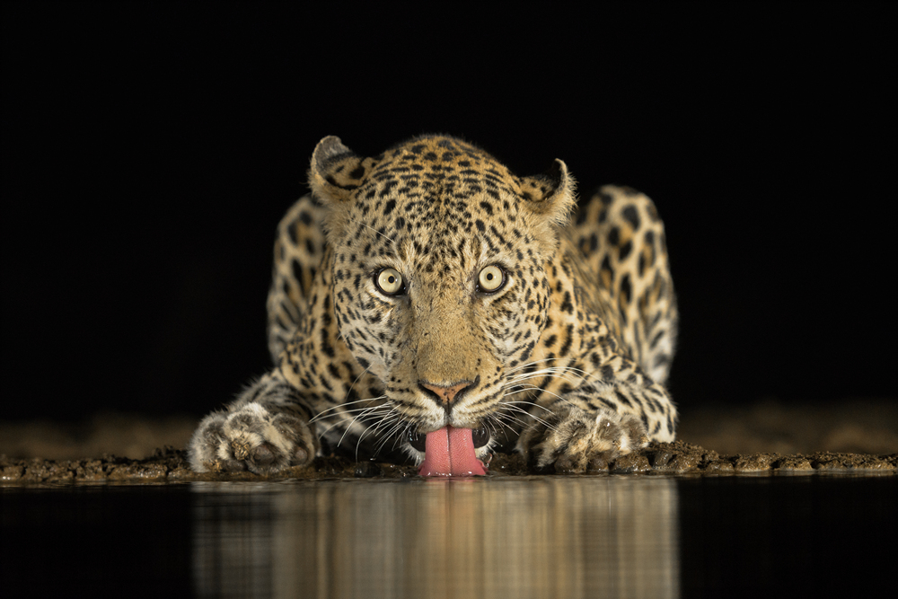 Brendon Cremer, Opne Wildlife And Winner, South Africa National Awards
