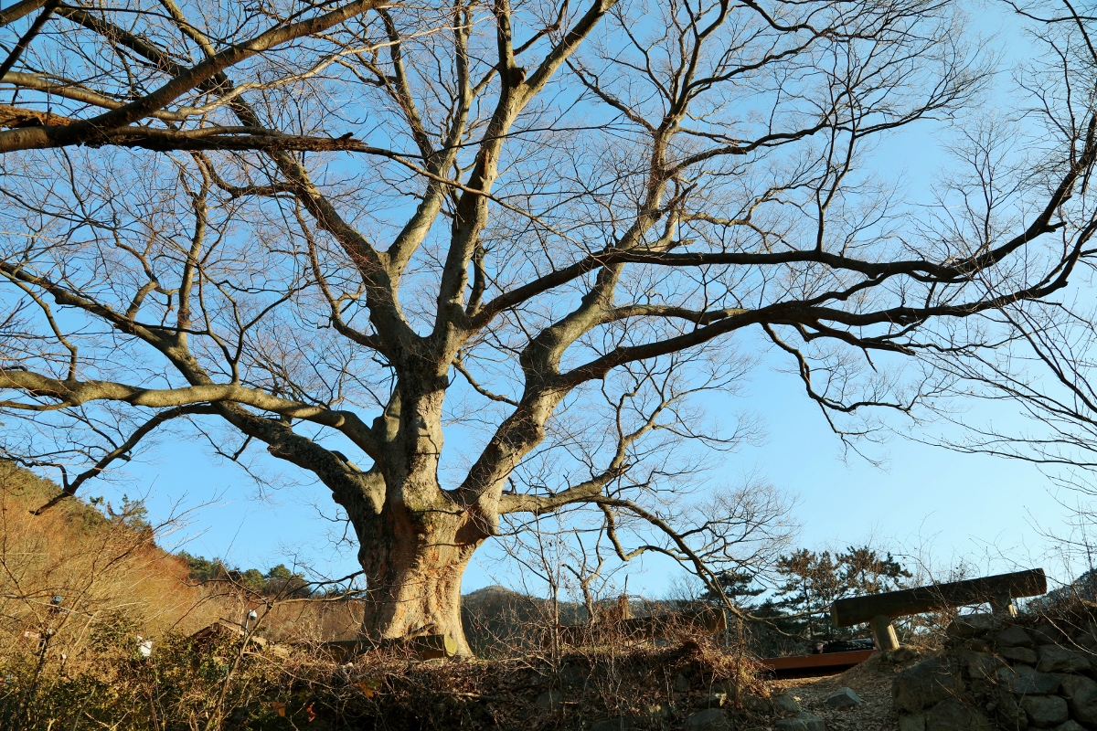 수형이 아름다운 무등산 자락의 당산나무인 노거수(수령 500년 이상의 느티나무)