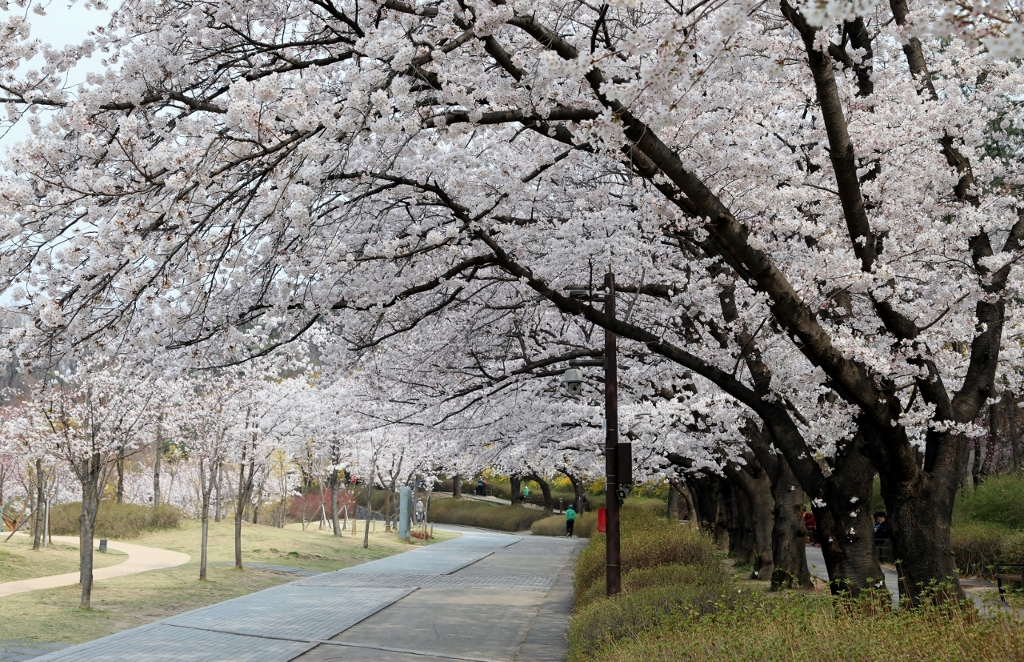 아름드리 벚나무가 늘어선 벚꽃 터널길