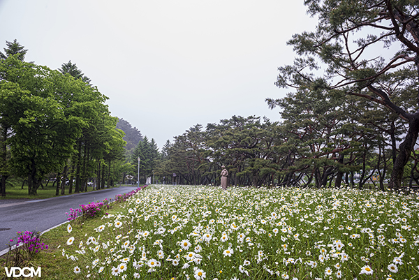 솔밭공원에 피어난 샤스타데이지 봄이 끝나기도 전에 여름꽃이 만개하니 봄과 여름이 공존하는 사계의 시간이다.