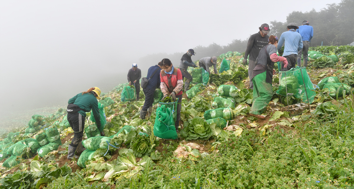 배추 수확하는 외국인 노동자들