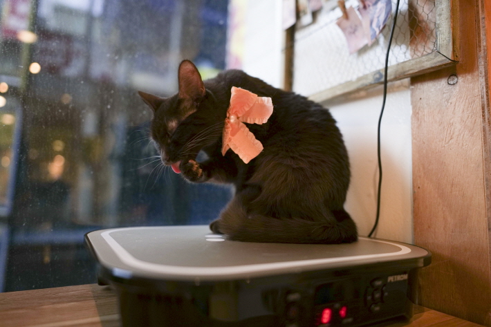 고양이 그루밍 시엔 셔터스피드를 빠르게 해야 순간을 포착할 수 있다(F2.2, 1/250s, ISO 400)